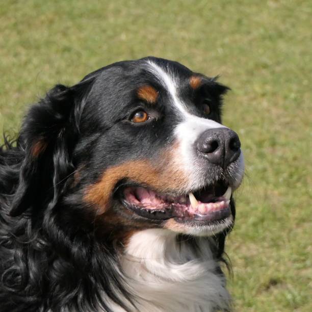 istock Bernese Mountain Dog Portrait 1178763262