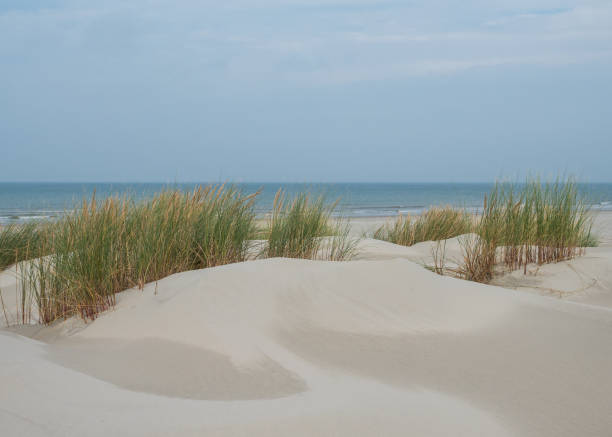istock Grassy dunes on the island of Terschelling 1178764345