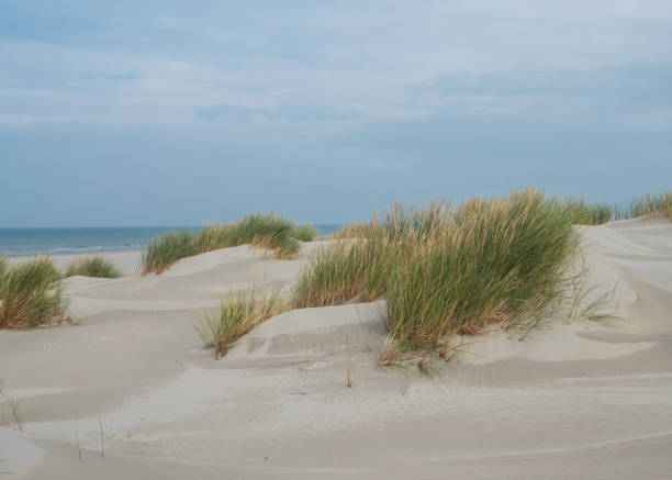 istock Grassy dunes on the island of Terschelling 1178764360