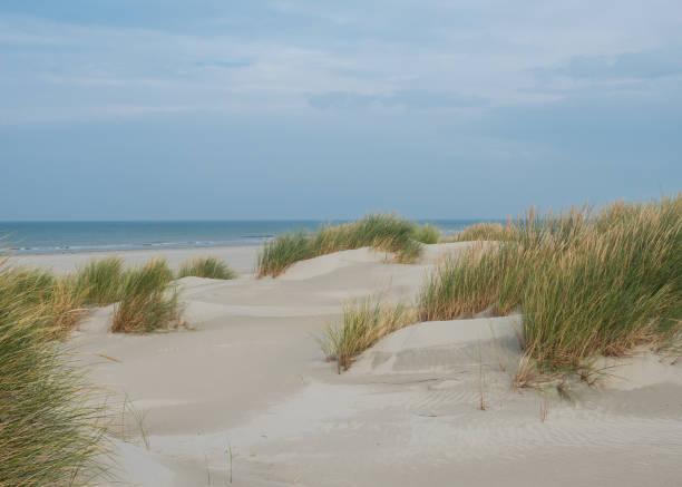 istock Grassy dunes on the island of Terschelling 1178764381