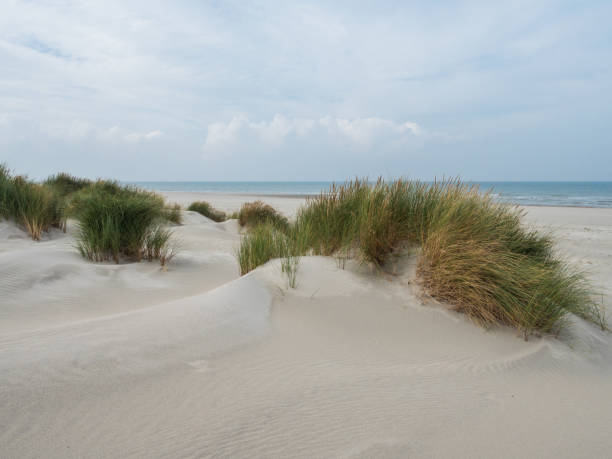 istock Grassy dunes on the island of Terschelling 1178764391