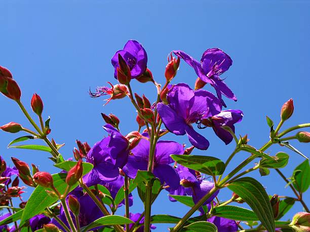 Tibouchina Urvilleana flowers