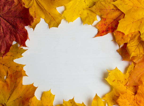 istock yellow autumn maple leaves on white wooden background, with copy space 1178764711