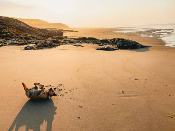 Dog laying down on its back in the sand on a beach. Th sunlight is golden and the tide is out.