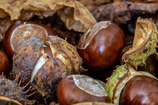 conkers de la castaña de caballo (aesculus hippocastanum) con un conker a punto de estallar de la cáscara - barb horse fotografías e imágenes de stock