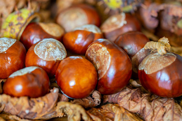A group of conkers from the horse chestnut (Aesculus hippocastanum) with and without husks