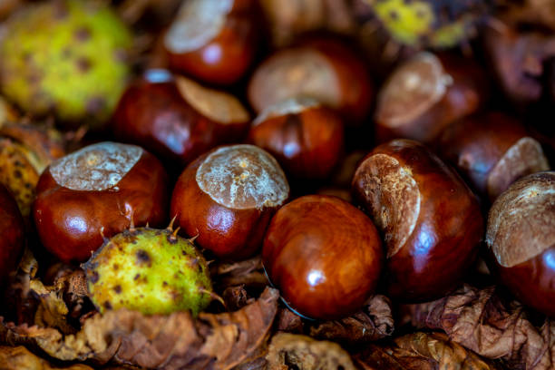 A group of conkers from the horse chestnut (Aesculus hippocastanum) with and without husks