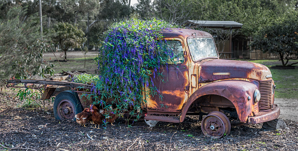 Rural Western Australia. Old rusted car covered in flowering vine. Chickens hiding under it.