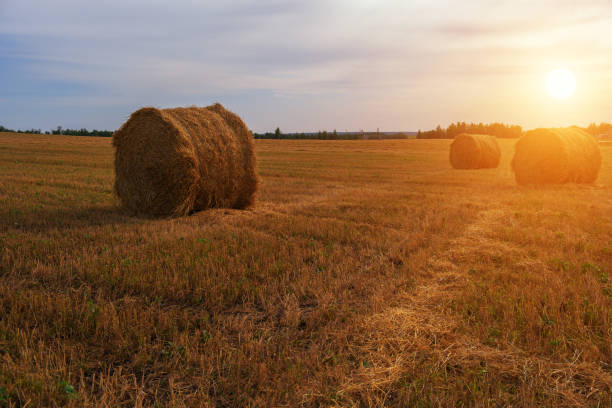 istock Haystack and mowed grass on the field. In the sun at sunset. 1178768534