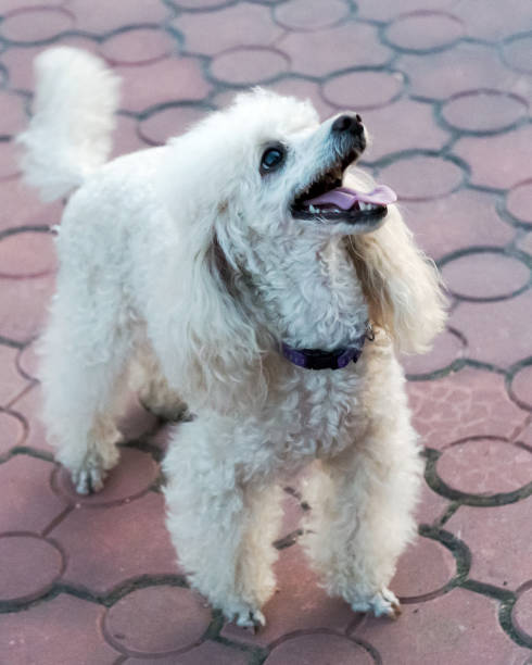 istock Peach pygmy poodle on a walk in the park. 1178769555