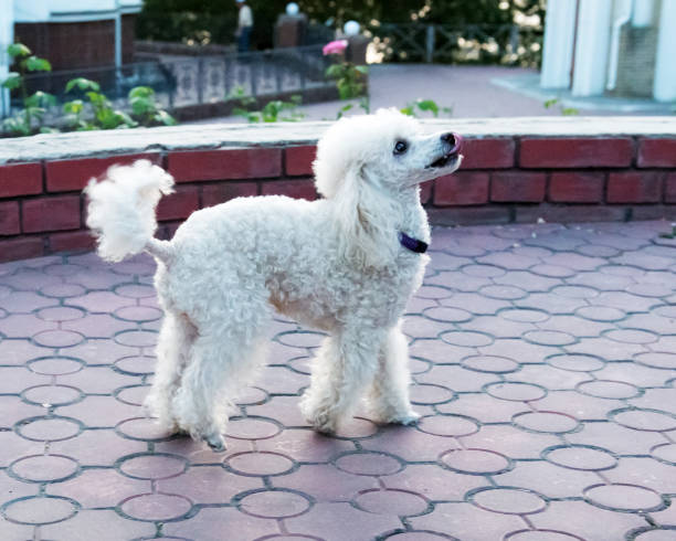 istock Peach pygmy poodle on a walk in the park. 1178769580