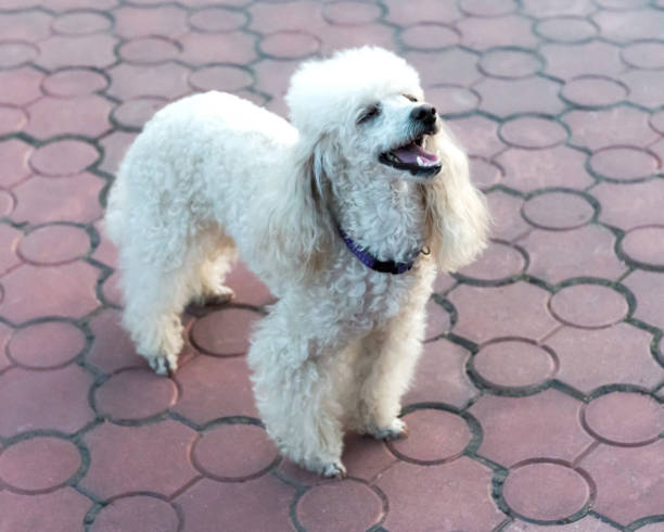 istock Peach pygmy poodle on a walk in the park. 1178769602