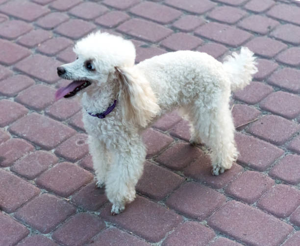 istock Peach pygmy poodle on a walk in the park. 1178769613