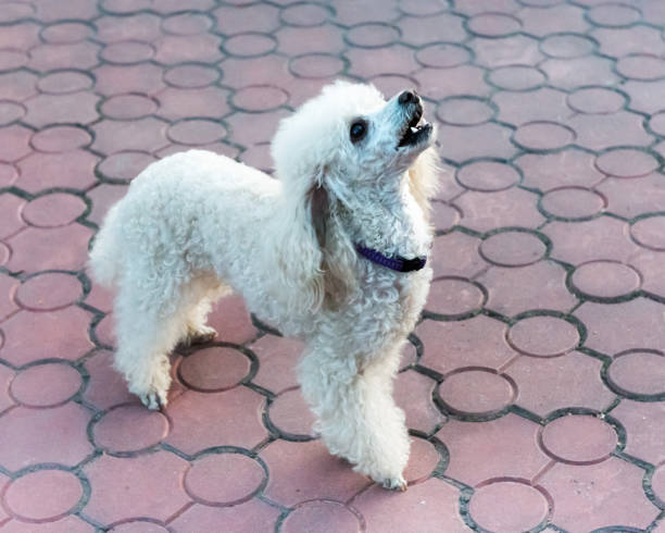 istock Peach pygmy poodle on a walk in the park. 1178769629