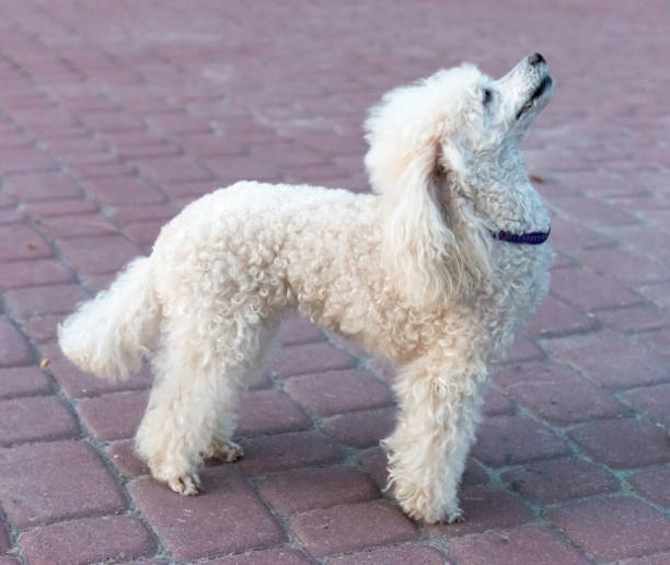 istock Peach pygmy poodle on a walk in the park. 1178769637