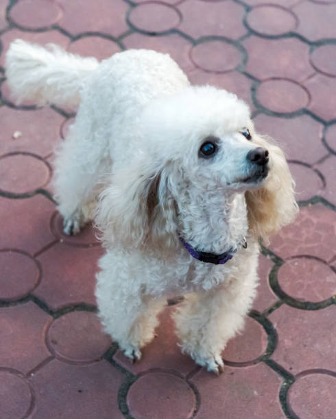 istock Peach pygmy poodle on a walk in the park. 1178769692