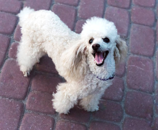 istock Peach pygmy poodle on a walk in the park. 1178769699