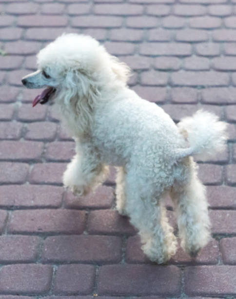 istock Peach pygmy poodle on a walk in the park. 1178769758
