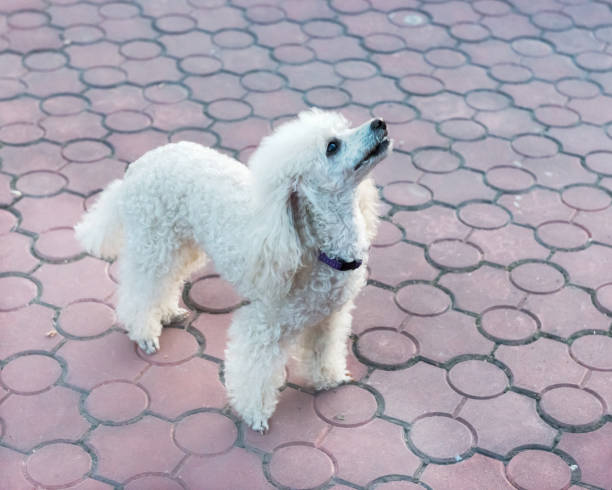 istock Peach pygmy poodle on a walk in the park. 1178769777