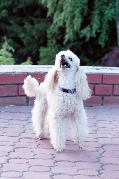 istock Peach pygmy poodle on a walk in the park. 1178769812