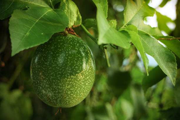 istock Fresh green passion fruit on the tree branch 1178770939