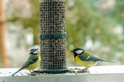 Blue tits on the food dispenser with sunflower seeds
