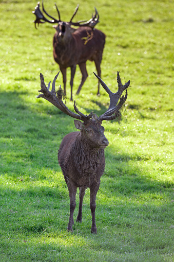 Two red deer stags after the territory fight.