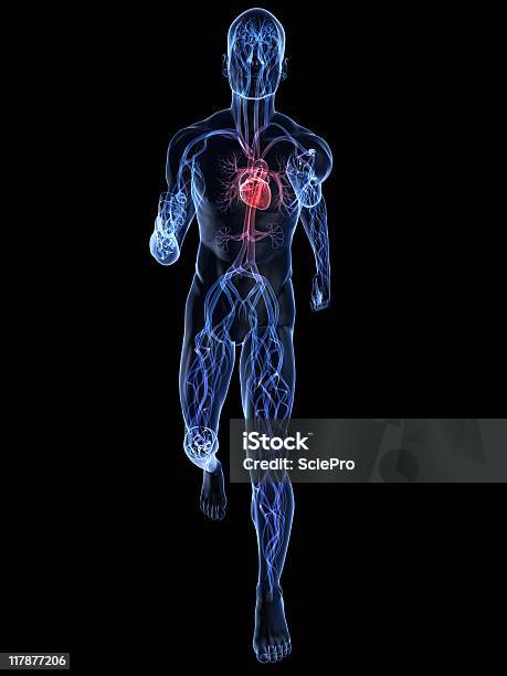 Foto de Corredor e mais fotos de stock de Artéria Humana - Artéria Humana, Ataque cardíaco, Biologia