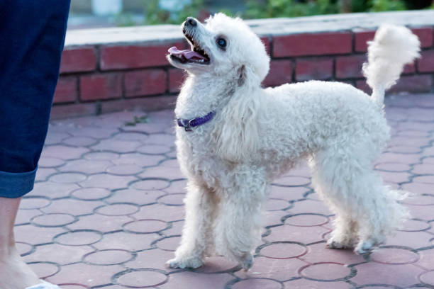 istock Peach pygmy poodle on a walk in the park. 1178772108