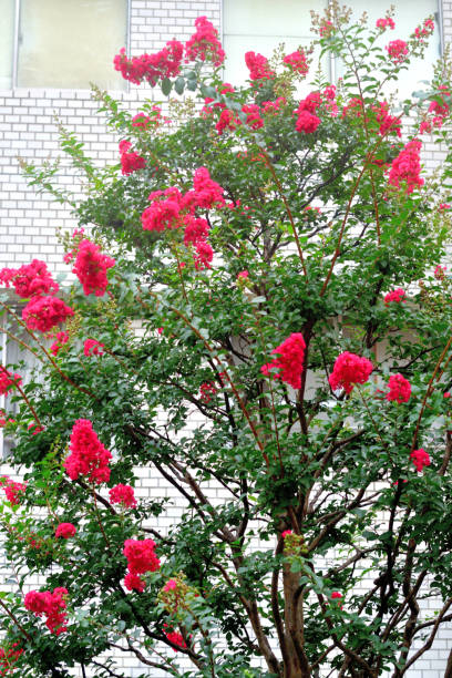 istock Japanese Crape Myrtle / Lagerstroemia indica 1178772278