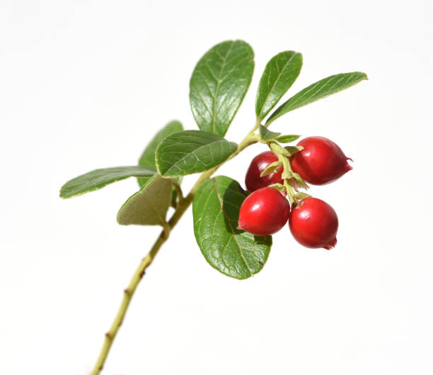 istock Cranberry, Vaccinium macrocarpon 1178772628