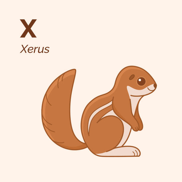 Alphabet Cartoon xerus, cute character for children. Vector illustration in cartoon style. Animal alphabet. african ground squirrel stock illustrations