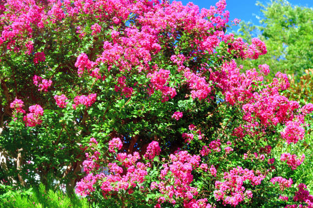 istock Japanese Crape Myrtle / Lagerstroemia indica 1178773424