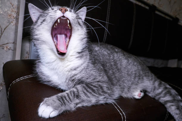 How Many Jaws Does a Cat Have: Unveiling Feline Anatomy Secrets