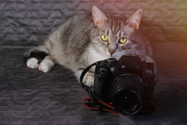 istock Cat lie for big photo camera 1178774571