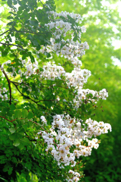 istock Japanese Crape Myrtle / Lagerstroemia indica 1178774667