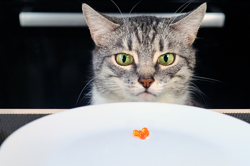 The grumpy cat looks at the empty plate with red caviar. Sad cat sitting in front of a table with an empty bowl. Human food is harmful to animals. Frustrated pet in the kitchen