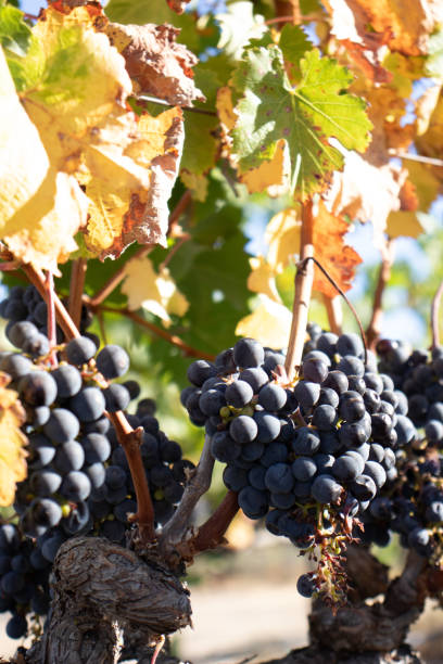 istock Wine grapes growing in Napa Valley California 1178774871