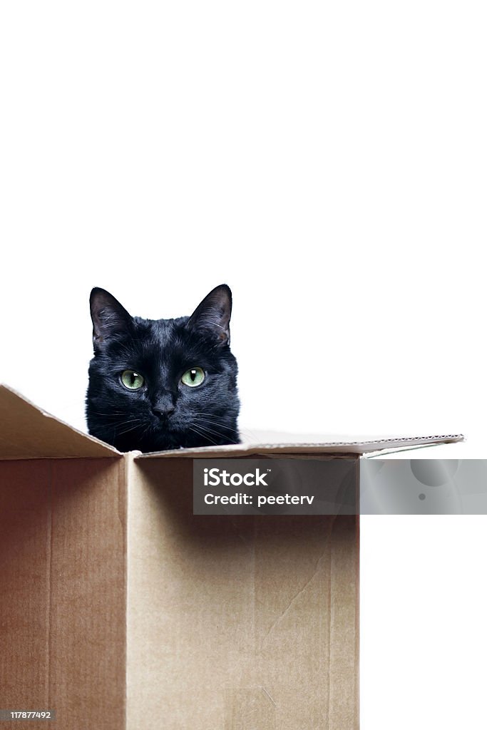 Gato na caixa - Foto de stock de Gato doméstico royalty-free
