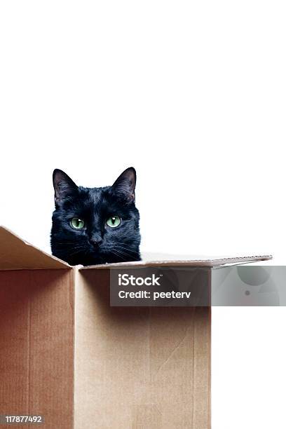 Foto de Gato Na Caixa e mais fotos de stock de Gato doméstico - Gato doméstico, Fundo Branco, Caixa de Papelão