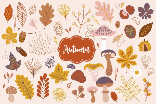 zestaw wektorowych elementów jesiennych - żołądź, stokrotka, gałąź, jagoda, kwiat - mushroom forest tree area fungus stock illustrations