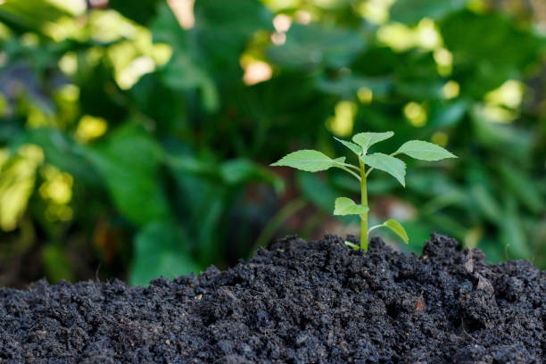 istock green sprout growing out from soil with soft-focus and over light in the background 1178774963