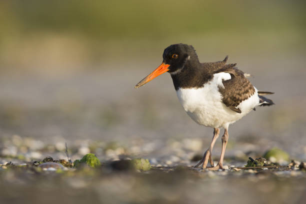 istock A juvenile Eurasian oystercatcher (Haematopus ostralegus) resting and foraging during migration on the beach of Usedom Germany 1178775097