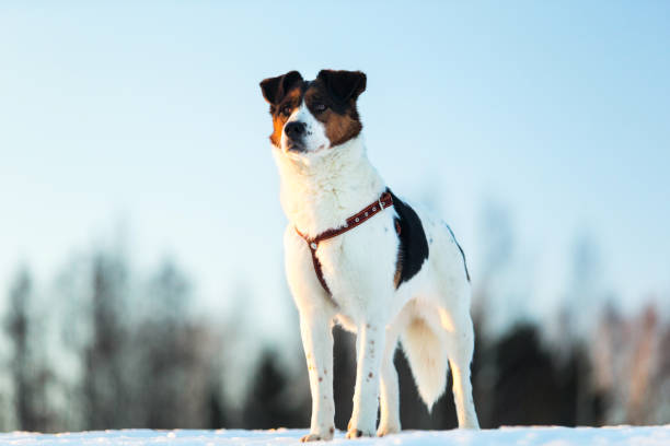 istock Cute Playful mongrel dog at walk in winter field 1178775108