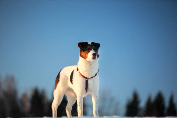 istock Cute Playful mongrel dog at walk in winter field 1178775117