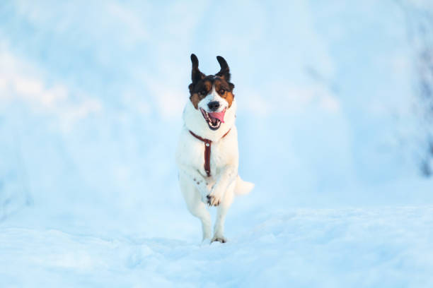 istock Cute Playful mongrel dog at walk in winter field 1178775121