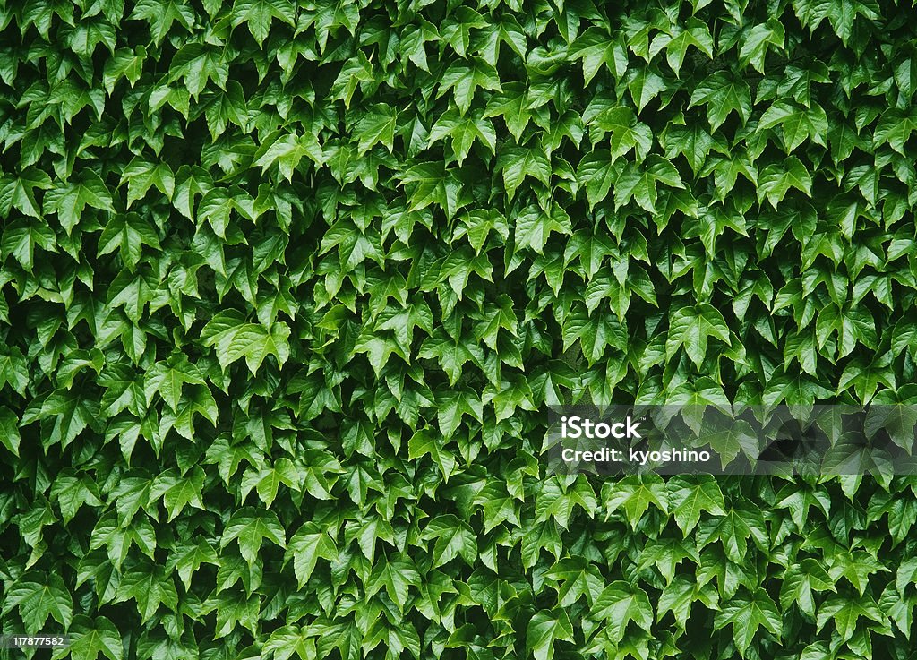 Ivy do Verão. - Royalty-free Hera - Trepadeira Foto de stock