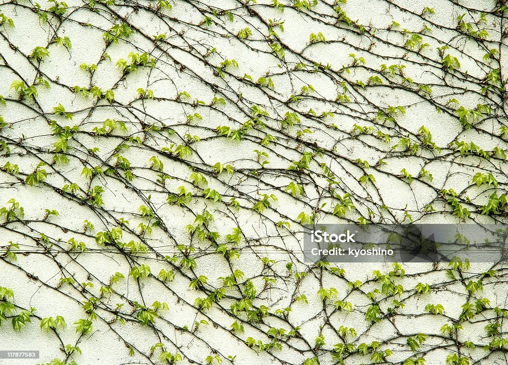 Ivy de la primavera. - Foto de stock de Abundancia libre de derechos