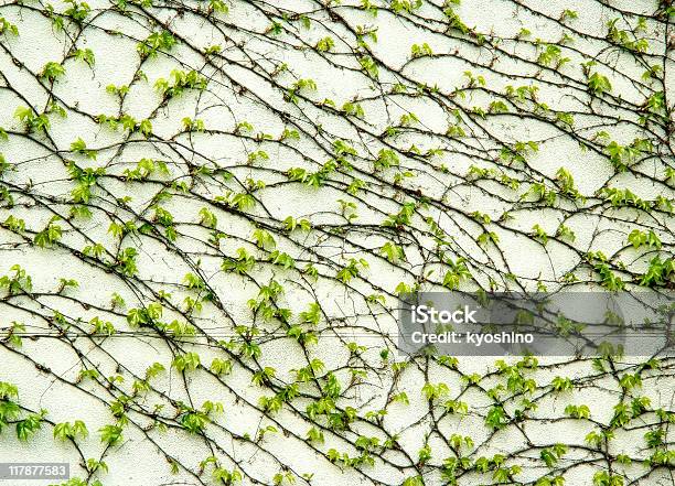 Ivy De La Primavera Foto de stock y más banco de imágenes de Abundancia - Abundancia, Arbusto, Arquitectura exterior