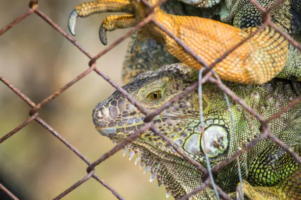Photo of Closeup of green Iguana in the cage, Iguana have strong jaws with razor-sharp teeth and sharp tails.